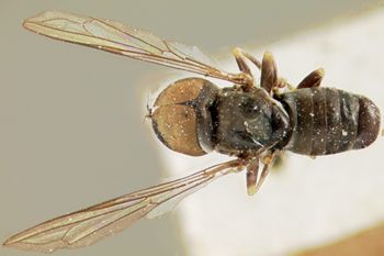 Media type: image;   Entomology 13566 Aspect: habitus dorsal view